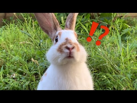 初めて飛行機の音を聞いたうさぎの顔がコチラw Youtube