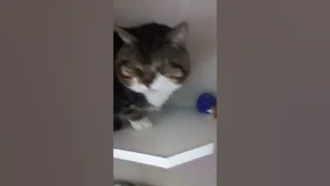 Watch the video about Meet Munchkin a Domestic Longhair currently available for adoption at Petango.com! 4/2/2015 11