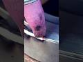TIG Welding Secret skill! #shorts #ytshorts #viral #trending