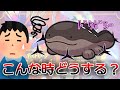 ポケモンペットトラブル相談室に対するみんなの反応集【ポケモンの反応集】