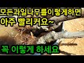 과일나무빨리키우는법과 모든묘목빨리키우기