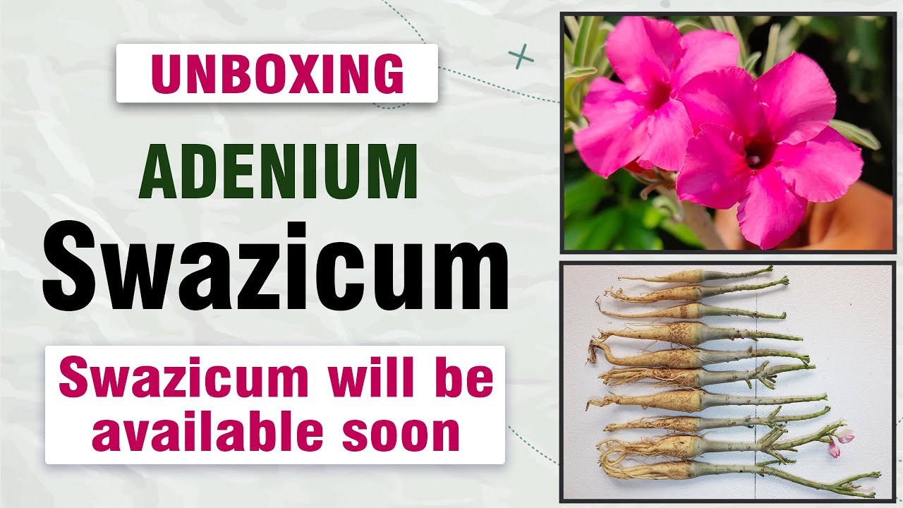 Many Swazicum received today | Dark Swazicum | Swazicum will be available soon @terracegardeningart