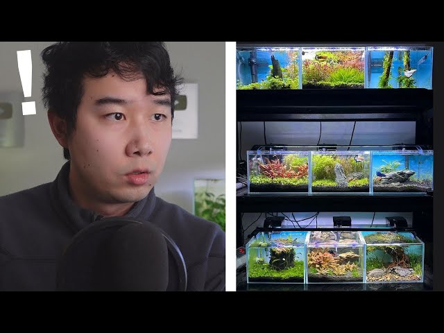 the CRAZIEST pet store Betta Section | Fish Tank Review 238 class=