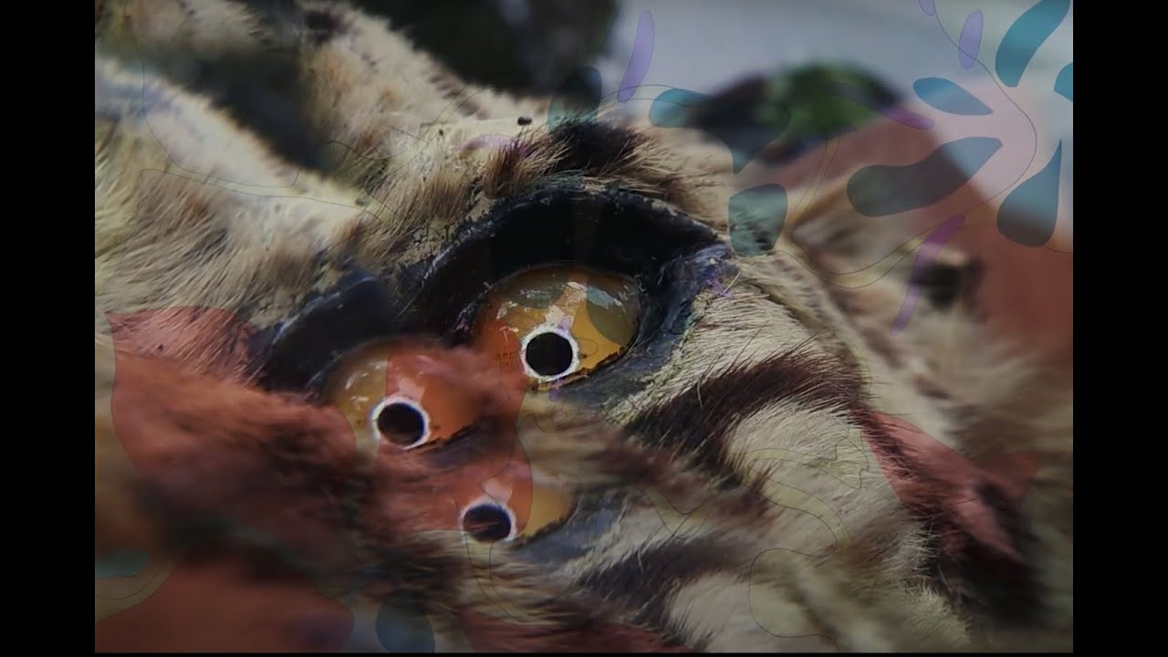 Greg Hatem - 'Fracts About Tigers