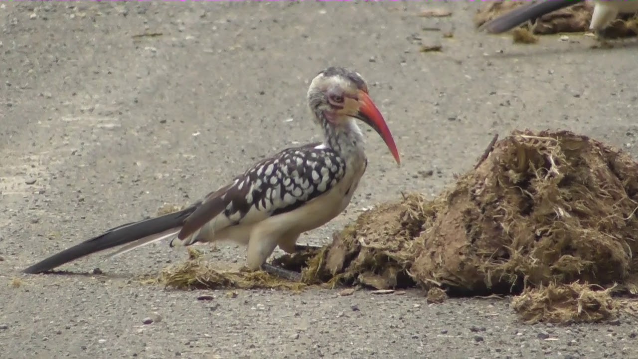 Southern red-billed hornbills (Tockus rufirostris) eating seeds in elephant dung