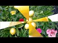 「レモンのキッス」♪ザ・ピーナッツ/cover/たまちゃん&藤小町