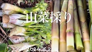 【山菜採り】極上白いウドと、根曲り竹