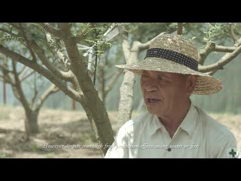 Asakura Sansho The Famous Japanese Pepper From Hyogo