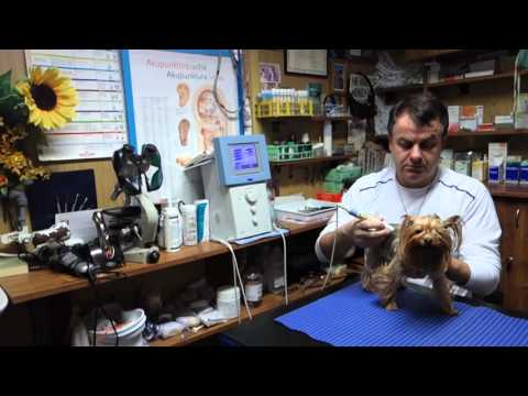 Video: Veterinárna Akupunktúra Akupunktúra Pre Psy, Mačky Čo Je To Akupunktúra