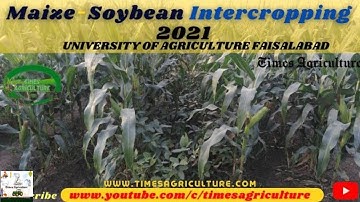 Maize Soybean Intercropping | University of Agriculture Faisalabad (UAF)| मक्का सोयाबीन इंटरक्रॉपिंग
