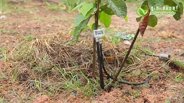 Review béc tưới tiết kiệm nước BS5000 Plus || 0978978901