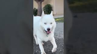 St. Paddys Day Jig? Or Just My Fancy Prance?