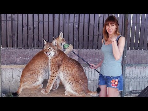 В ВОЛЬЕРЕ С РЫСЯМИ. Стрим - В ВОЛЬЕРЕ С РЫСЯМИ. Стрим