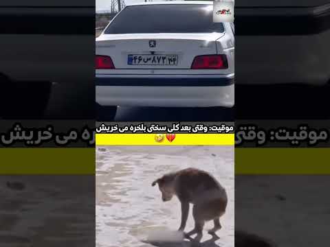 بعد این همه تلاش بلاخره پرشیارو خریدم