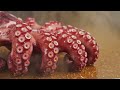 Octopus Production: Inside a Massive Seafood Processing Line | -- Production Line --
