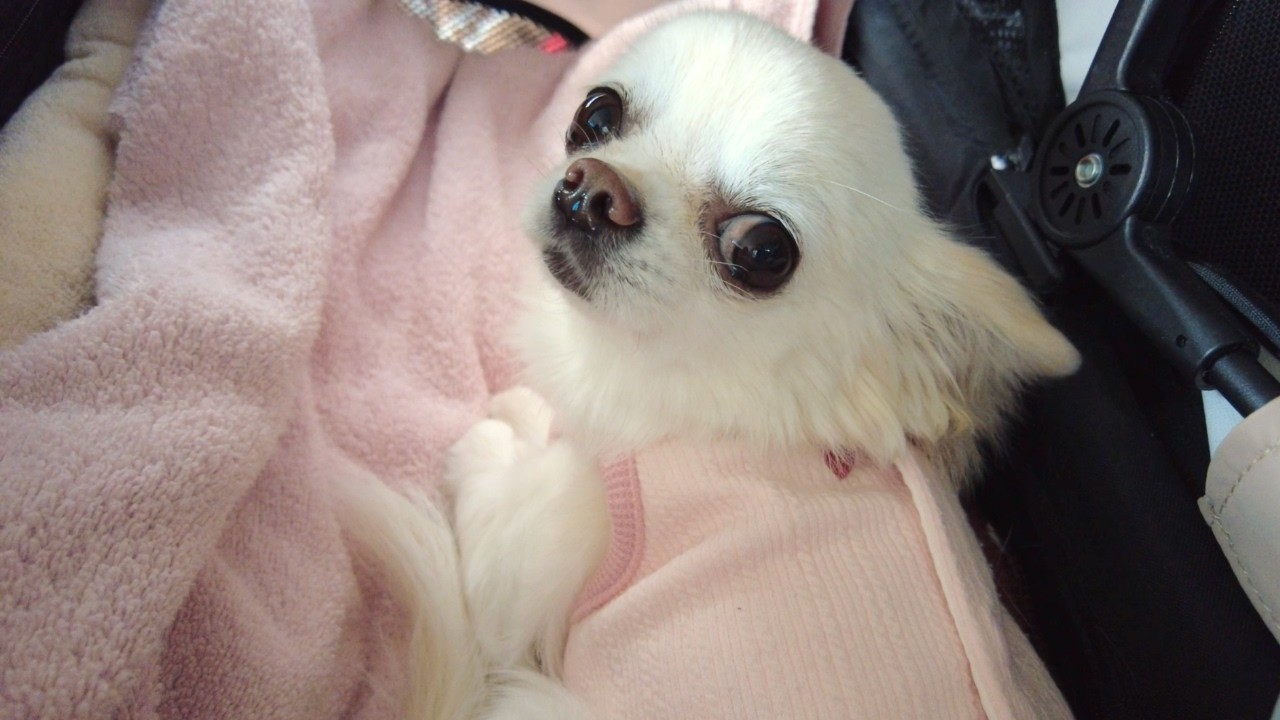 パパ出社の送迎に参加するのがマイブームな極小チワワ｜車内で甘えん坊モード突入