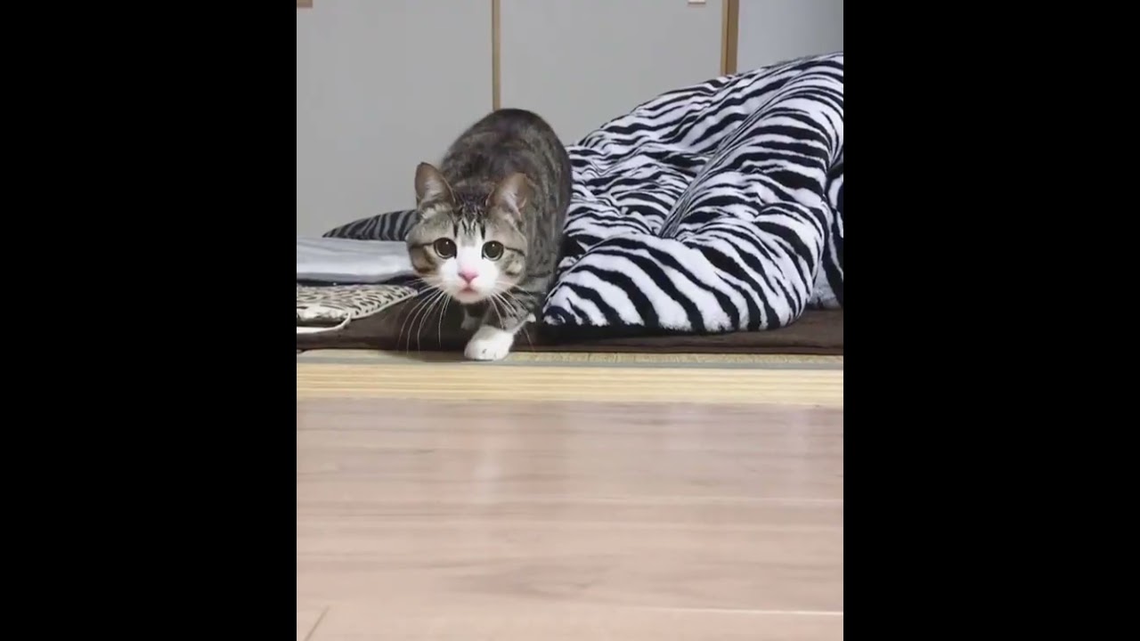 Feline Foodies: Cats Trying Human Food 