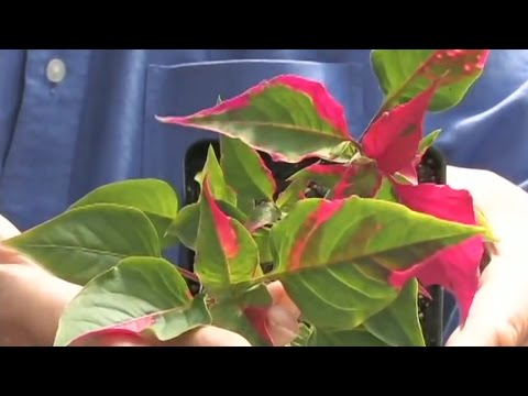 Video: Frunziș colorat de plante de casă - Folosirea plantelor de frunziș pentru culoare