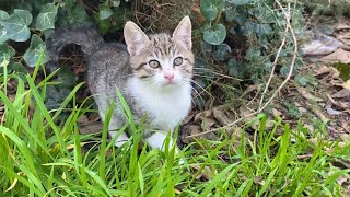 Incredibly beautiful little Kittens living in the park. I gave them food.