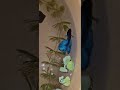 ✨️🐠💜💚💖Betta looks like Princess💖✨️ #dance