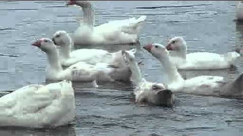 Menuet Op.11 No.1 - Fernando Sor