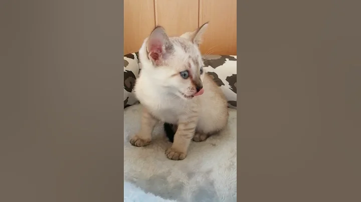 Video 1033041: savannah snow kitten, savannah kittens playing, sweet savannah