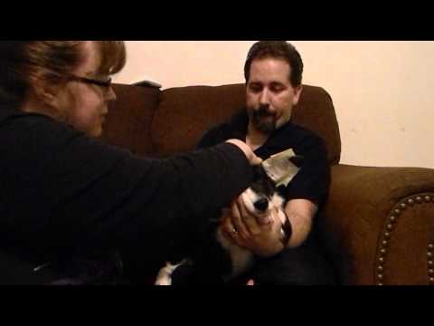 Vídeo: Cardigan Galês Corgi