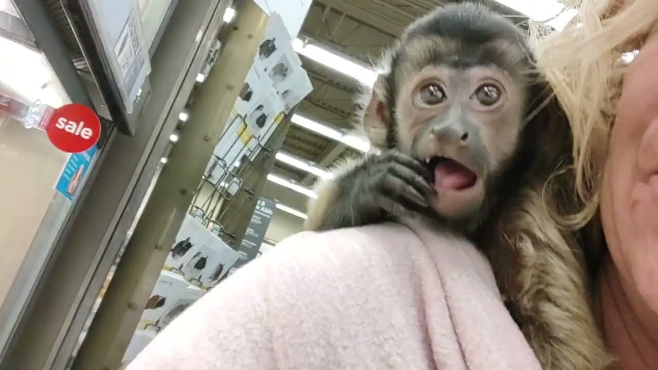 Capuchin Monkey Alice Rae Visits A Pet Store YouTube