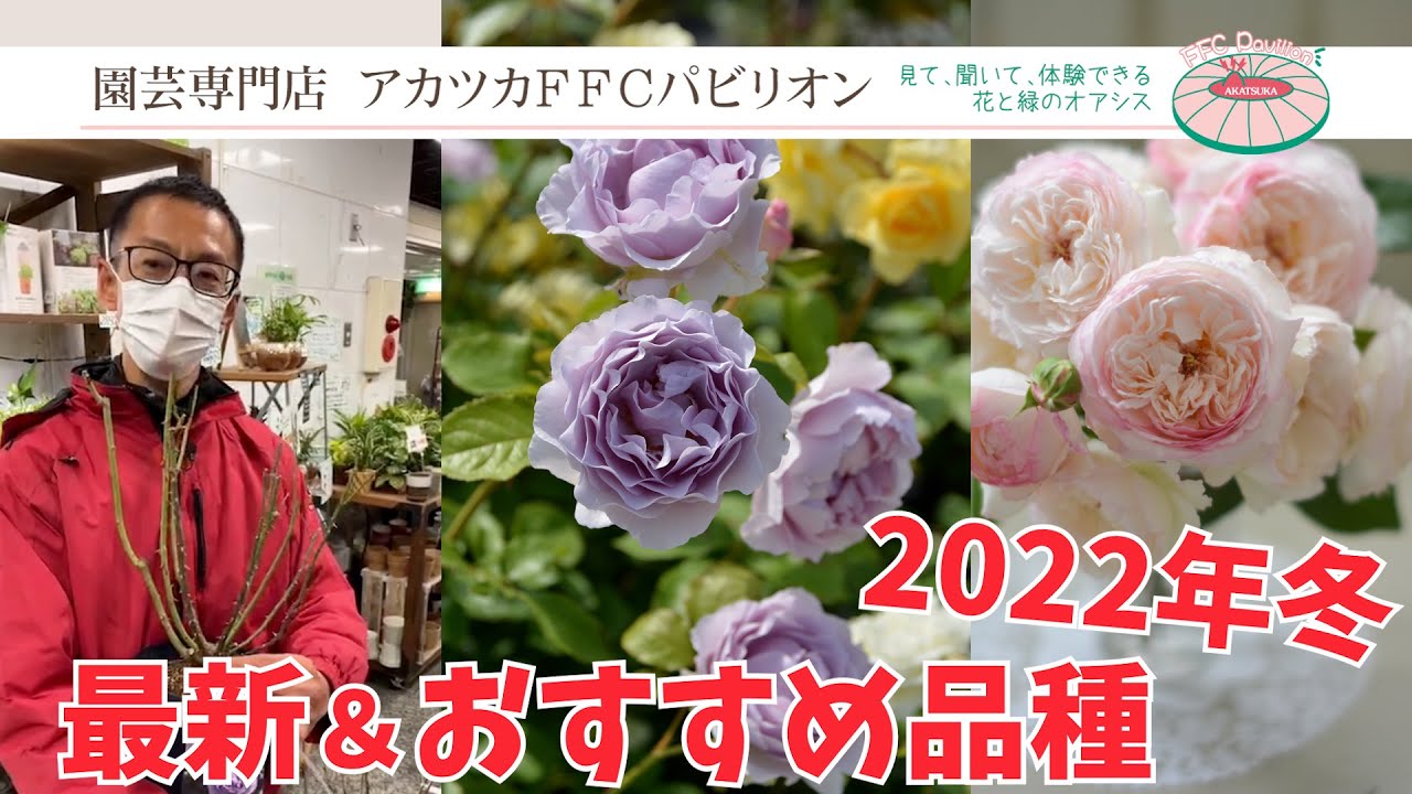 2022年冬・バラの最新＆おすすめ品種！【園芸専門店アカツカFFC