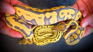 Desert Ghosts! A Morphs 101 Halloween Special (ft. Chaise)