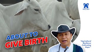 IMPORTANT: SIGNS THAT COW IS ABOUT TO GIVE BIRTH