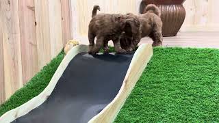 Group 3- Playtime Olive x Yellowstone by Cane Creek Goldendoodles 34 views 3 months ago 1 minute, 59 seconds
