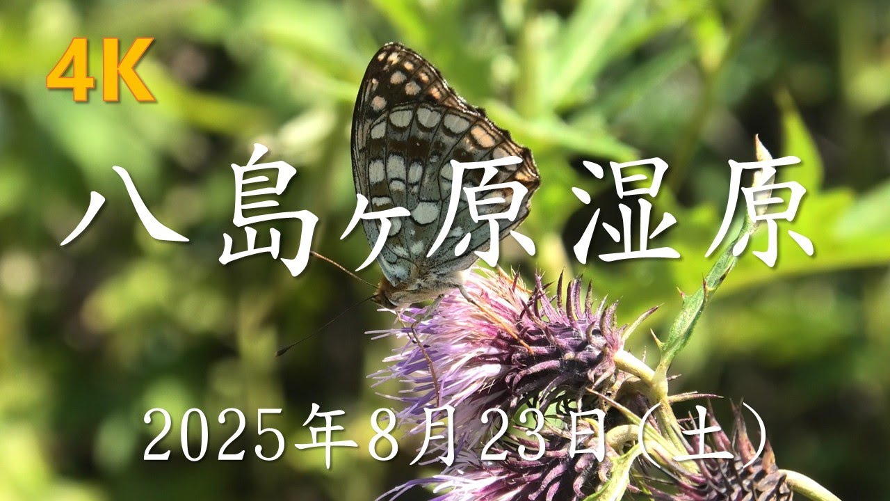 【4K】八島ヶ原湿原－2025年8月23日(土)