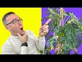 How to Grow a MONSTEROUSLY Huge Monstera Deliciosa!