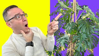 How to Grow a MONSTEROUSLY Huge Monstera Deliciosa! by Ohio Tropics Houseplant Care 59,961 views 4 years ago 12 minutes, 5 seconds