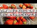 露地栽培イチゴ　宝交早生の収穫【無農薬・有機栽培】