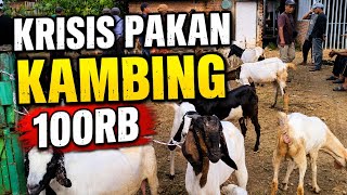 KRISIS PAKAN... Harga Kambing Jadi Turun Di Pasar Sukanegara Lampung Rasanya 