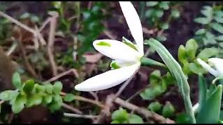 Dubbele Sneeuwklokje