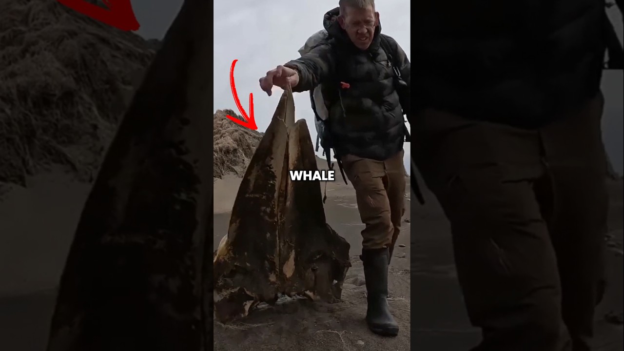 Rare Whale Skull Found On A Deserted Island 🐋🏝️