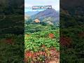 kopi robusta buahnya gak main main #farming #agrikultur #teknikpertanian #satisfying #nature