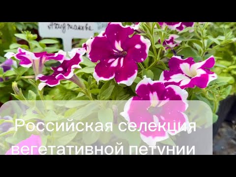 Российская селекция НОВИНКА