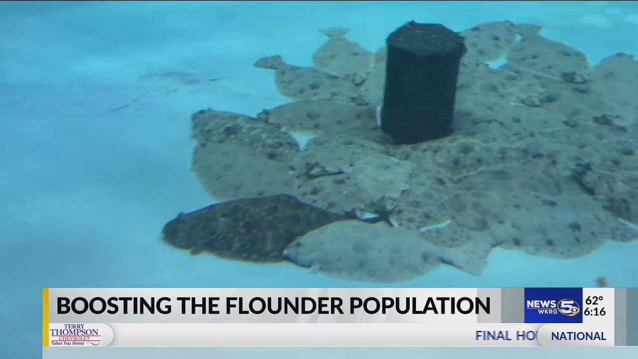 VIDEO Gulf Shores hatchery aiding the flounder population in Alabama waters YouTube