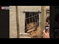 Rescued lions feel African soil for first time