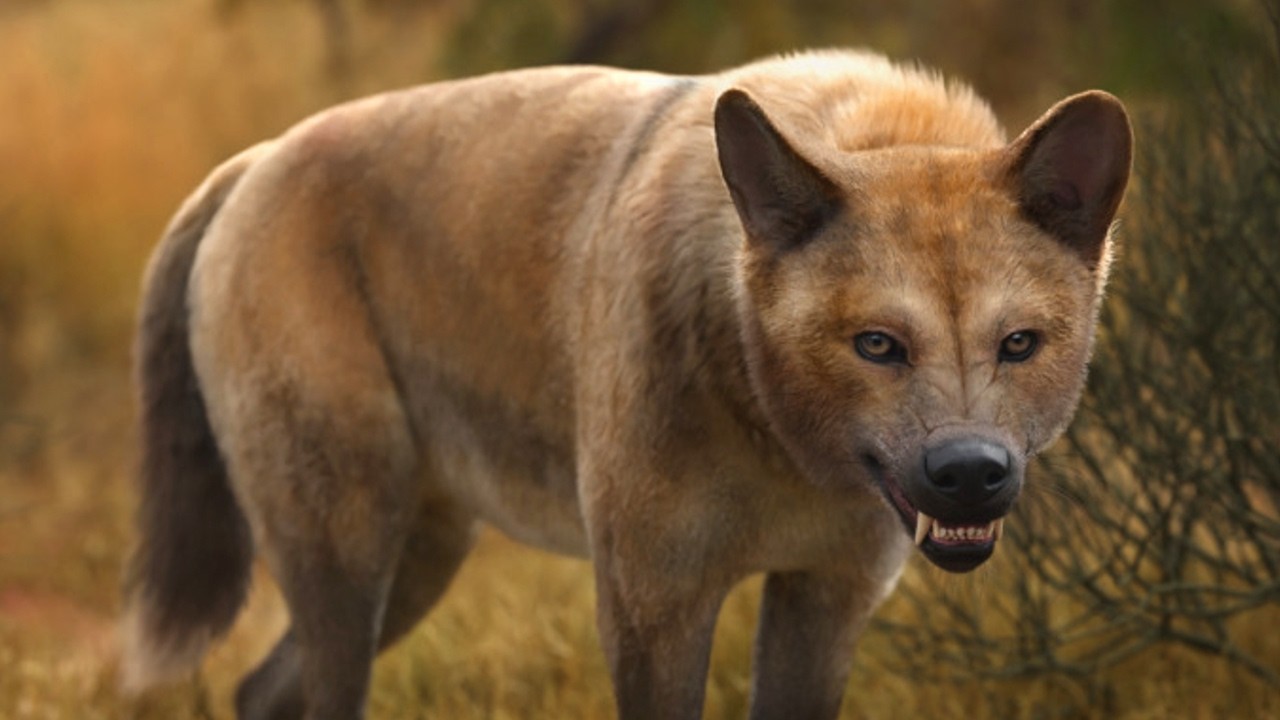 Tohle Není Vlk - Pravlk Obrovský
