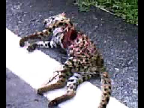 Unduh 9500 Gambar Harimau Bintang Paling Bagus Gratis