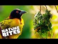 The Village Weaver&#39;s Amazing Nest Building Skills | The Secret Life of the Zoo | Nature Bites