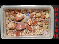 Come Noodling With Me Through Some Coober Pedy Rough Opal