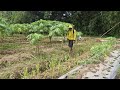 SATISFYING PAPAYA FARM CARE – WEED SPRAYING LIKE A PRO!-agriculture farming