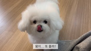 #몽이 #까까 #쇼핑  🛍️ #로렌츠 #간식 #개껌