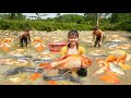 Drain the pond and harvesting a lot of fish for sell help ly tieu toan  phng free bushcraft